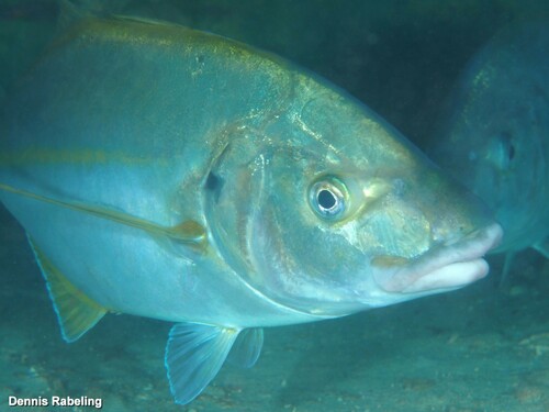 Silver Trevally