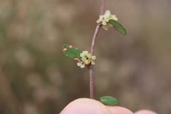 Muehlenbeckia complexa complexa