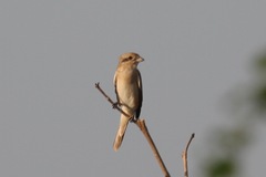 Lanius phoenicuroides