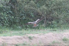 Falco amurensis image