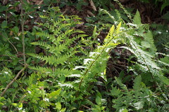 Dryopteris lacera