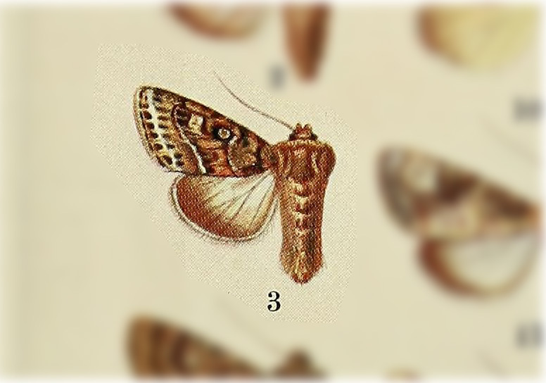 Polia magellana