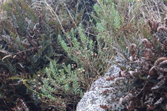 Linum monogynum monogynum