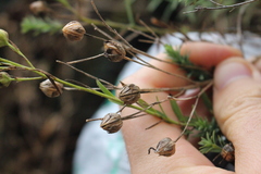 Linum monogynum monogynum