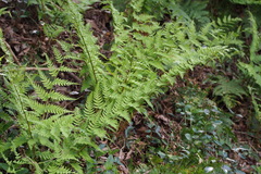 Dryopteris lacera