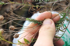 Linum monogynum monogynum