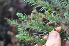 Linum monogynum monogynum