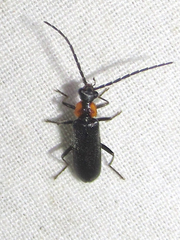 Rhagonycha lineola