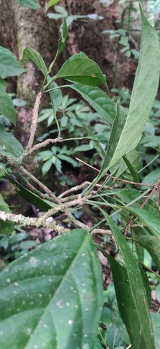 Image of Baccaurea courtallensis by (c) Jyotsna Nag, some rights reserved (CC BY)