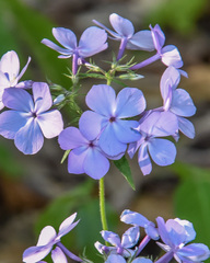 Phlox divaricata laphamii