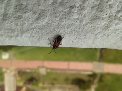 Craspeduchus circumseptus