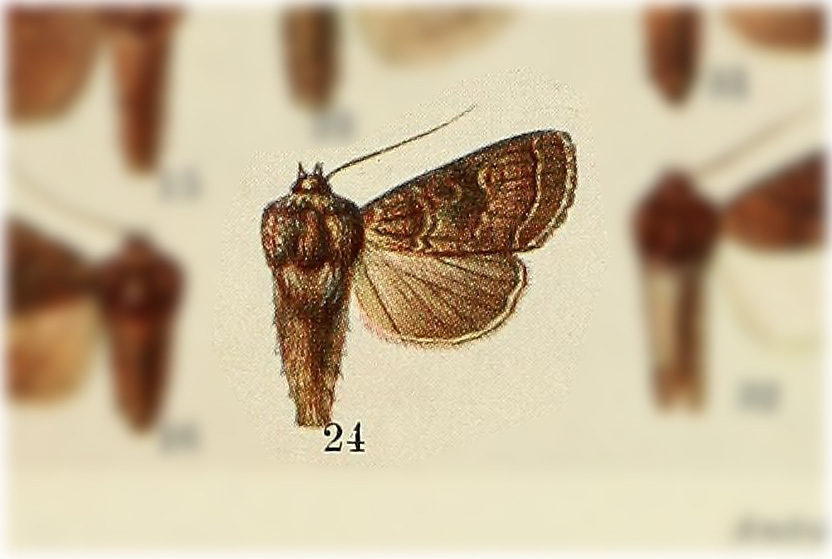 Polia maerens