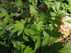 Corydalis intermedia