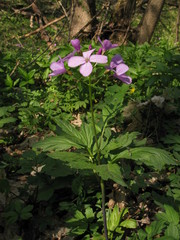 Cardamine quinquefolia