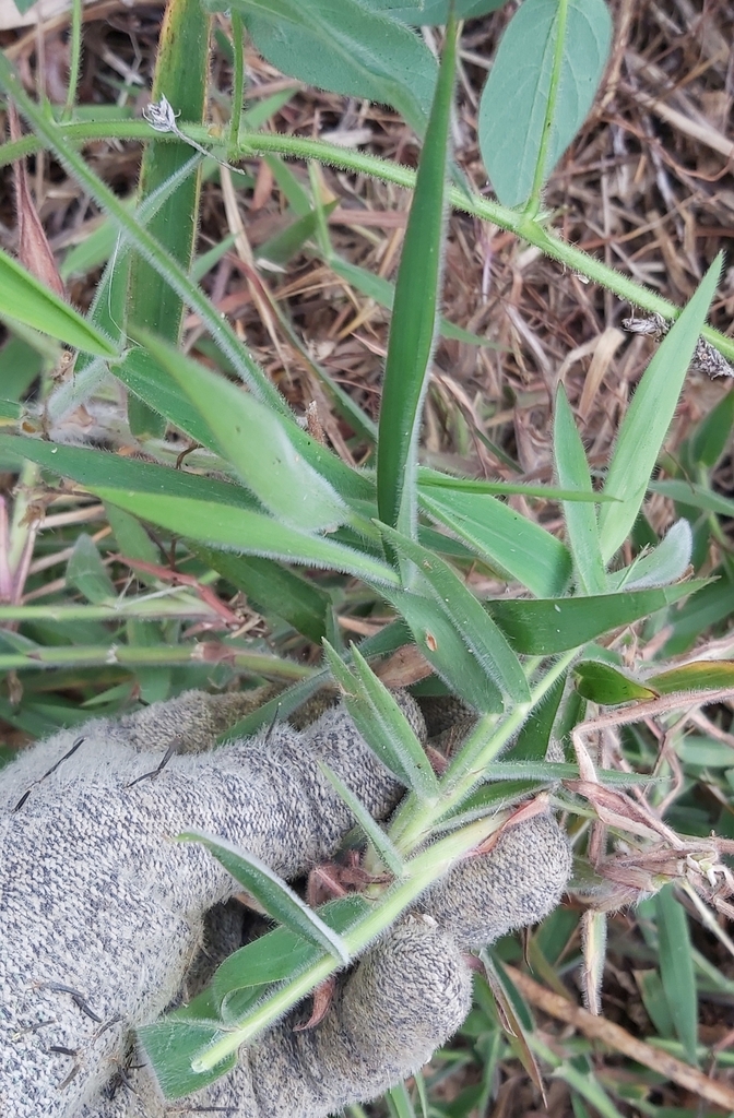 Molasses Grass in November 2023 by KDendle. Distinctive smell to this grass · iNaturalist