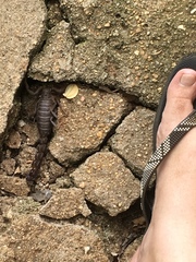 Parabuthus transvaalicus