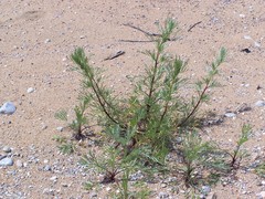 Artemisia campestris caudata
