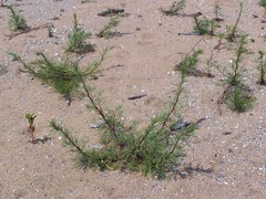 Artemisia campestris caudata