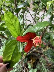 Hibiscus kokio