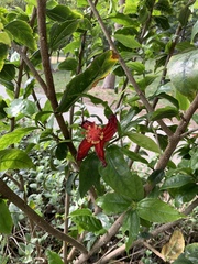 Hibiscus kokio