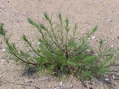 Artemisia campestris caudata