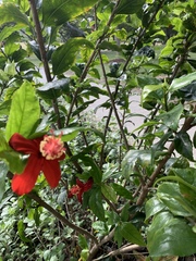 Hibiscus kokio