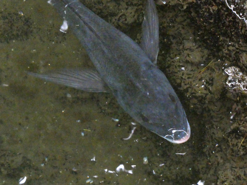 Blackhead seabream (Acanthopagrus schlegelii) — Sparidae — 2