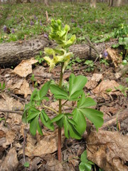 Corydalis cava marschalliana