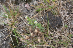 Vittadinia australis