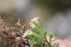 Vittadinia australis