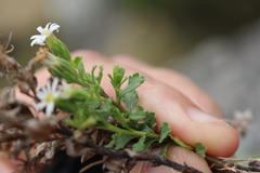 Vittadinia australis