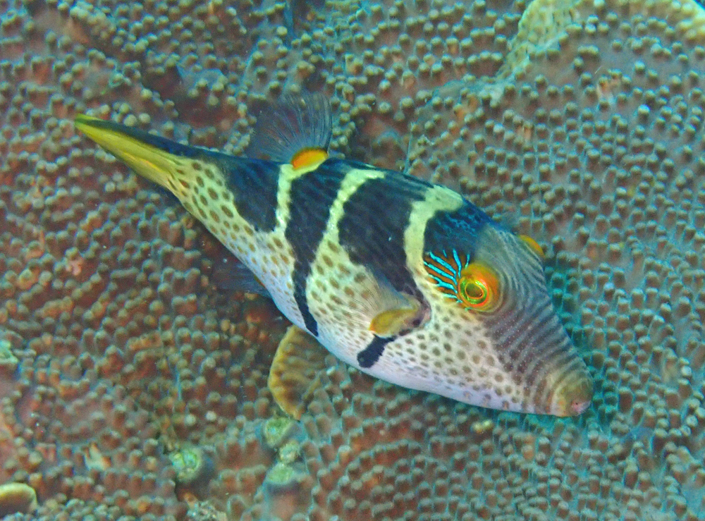 Toby Insect Blacksaddle Toby from Mudjimba Island, Queensland, Australia on ...