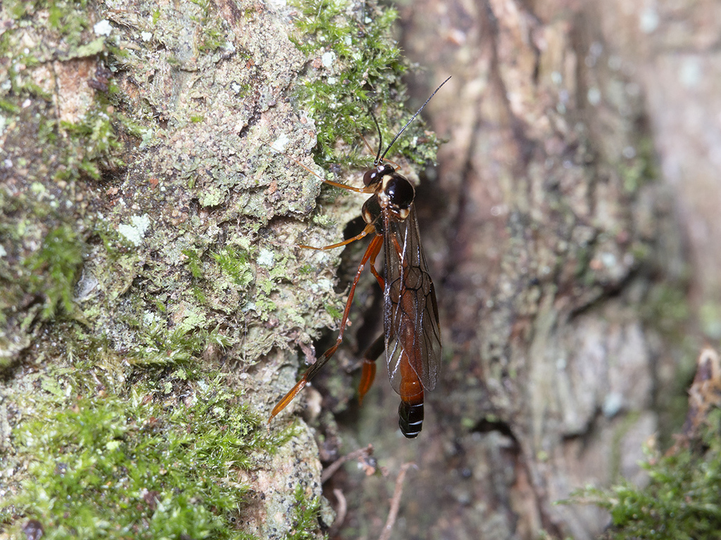 Eurypterna