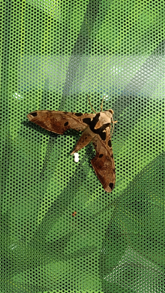 Adhemarius palmeri