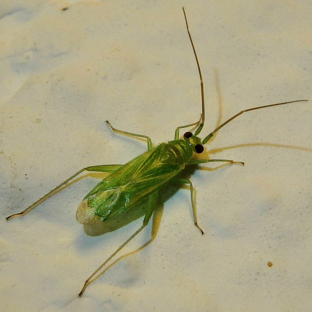 Brachynotocoris puncticornis from 22313 Castillazuelo, Huesca, España ...