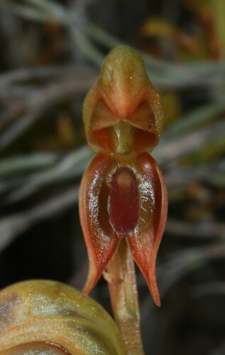 Pterostylis ferruginea thumbnail