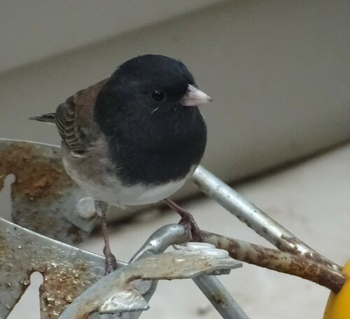 Dark-eyed Junco