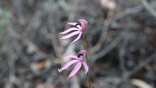 Image of Caladenia congesta by (c) Matthew Lincoln, some rights reserved (CC BY)