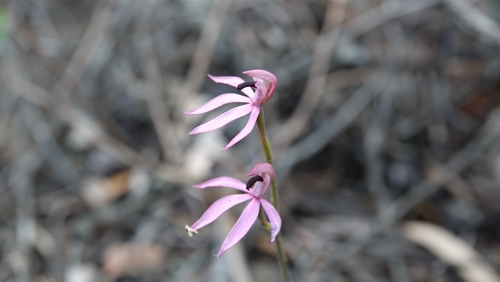 Image of Caladenia congesta by (c) Matthew Lincoln, some rights reserved (CC BY)