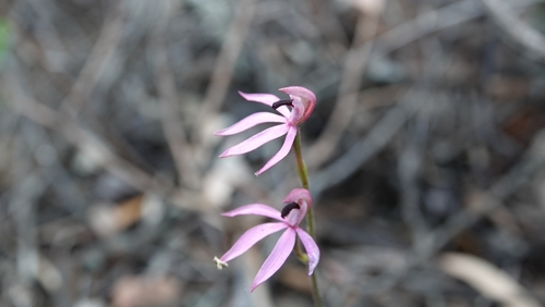 Image of Caladenia congesta by (c) Matthew Lincoln, some rights reserved (CC BY)
