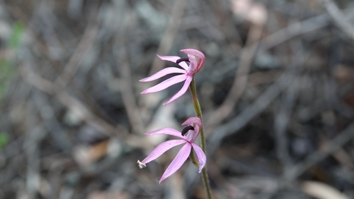 Image of Caladenia congesta by (c) Matthew Lincoln, some rights reserved (CC BY)