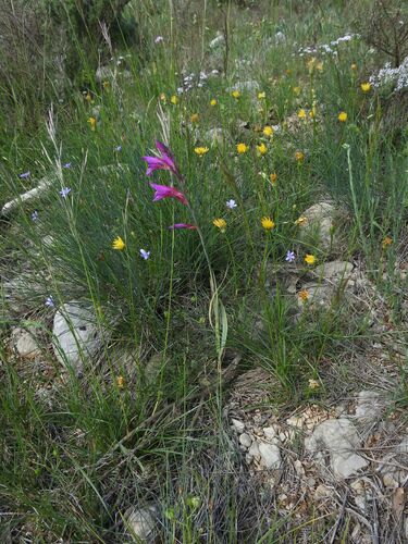 Image of Gladiolus dubius by (c) Yves Bas, some rights reserved (CC BY)