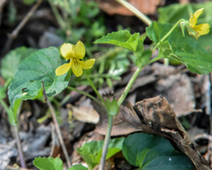 Viola pubescens