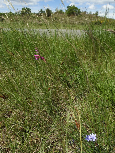 Image of Gladiolus dubius by (c) Yves Bas, some rights reserved (CC BY)