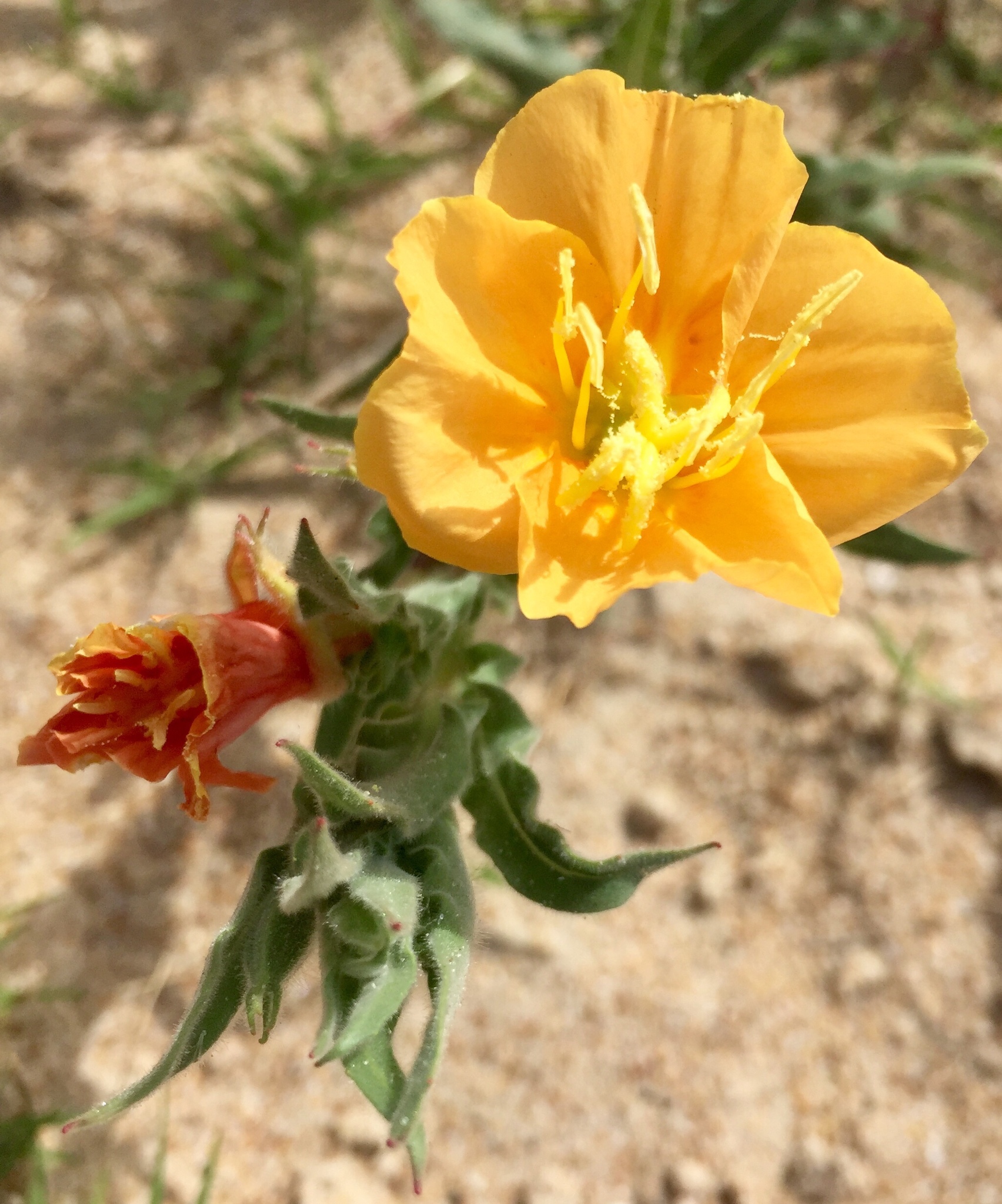 Oenothera mollissima