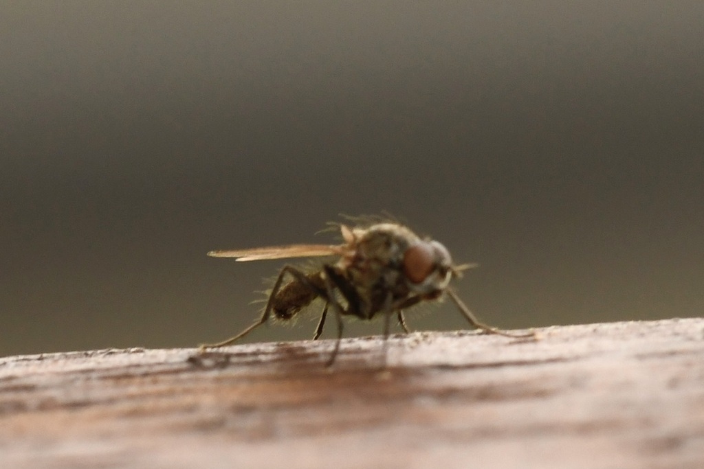 Calyptrate Flies in November 2023 by wedgie_the_eagle · iNaturalist