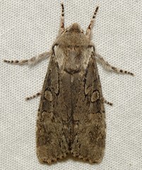 Psaphida electilis