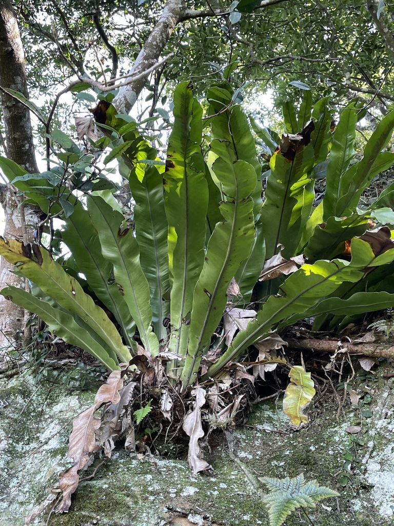bird-s-nest-fern-from-363-on-november-4-2023-at-11-48-am-by