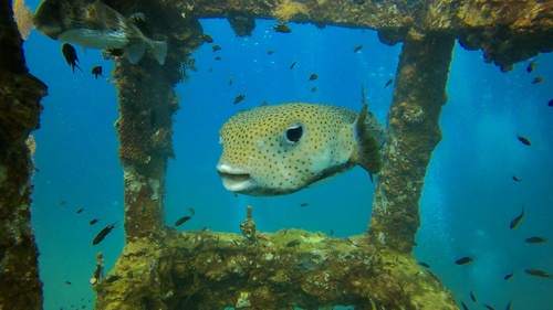 Spotted Porcupinefish — seen at this dive site