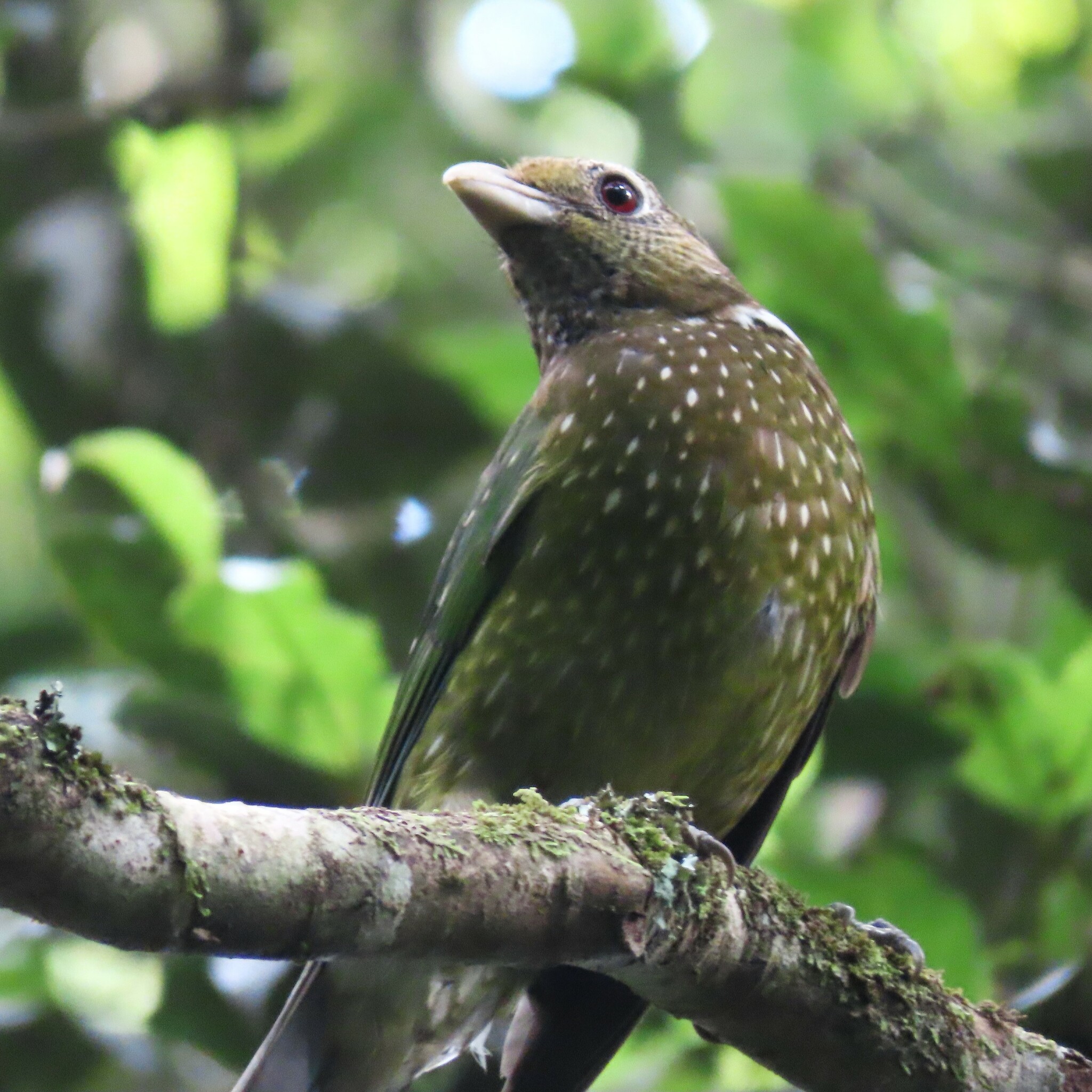 Green Catbird illustration